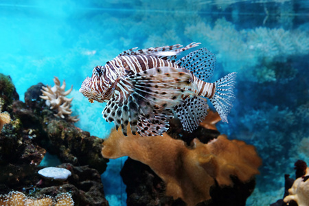 在水族馆中的外来鱼类