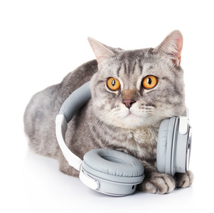 戴着耳机只灰色的猫