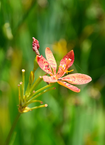 黑莓百合花卉上的模糊自然背景