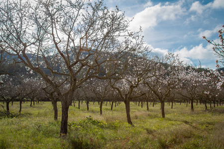 在西班牙伊比沙岛，杏仁开花