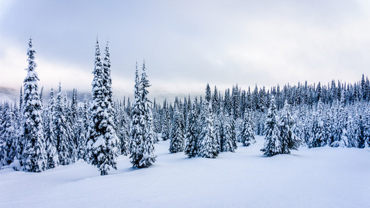 山上的雪的冬季景观覆盖滑雪山上树木