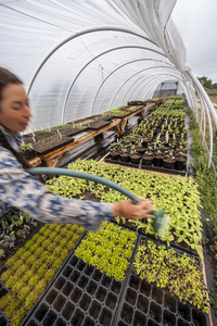 女性农民抚育温室里的植物图片