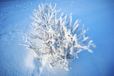 在蓝雪上覆盖着白霜的灌木