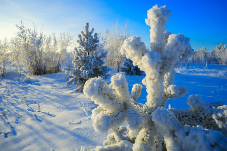 冬季覆盖着白霜的松树分枝