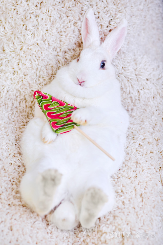 白色圣诞树的形状里拿着一根棒棒糖一个孤立的小白兔