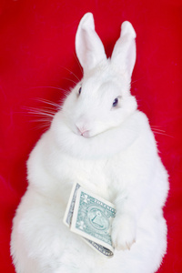 上一个红色的孤立只白色的兔子认为躺在背上的钱