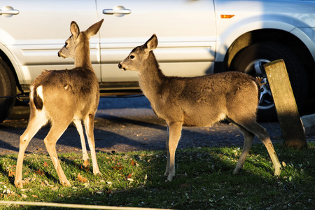 两只幼鹿附近停车场的车