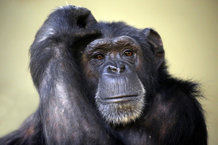 黑色幽默黑猩猩图片