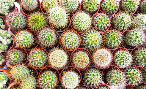 仙人掌沙漠植物