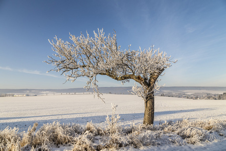 在雪白色冰树覆盖景观图片