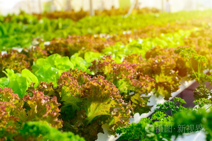 有机蔬菜水培农场