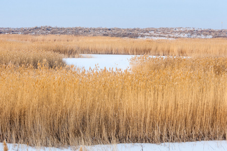 芦苇在草原的冰冻湖上。 哈萨克斯坦里河。 卡帕吉巴肯