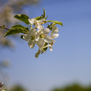 春日里的苹果树