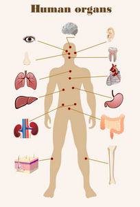人体器官的图标