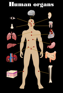 人体器官的图标