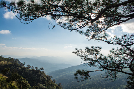 松树和山