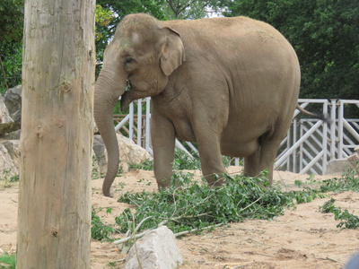 野生动物园里的大象