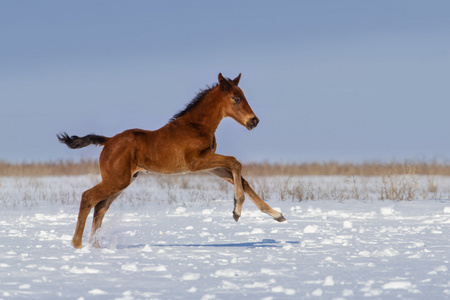 海湾小马驹运行照片
