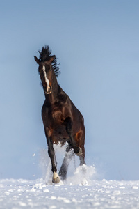 马在雪中运行