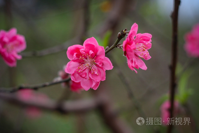 美丽盛开的桃花