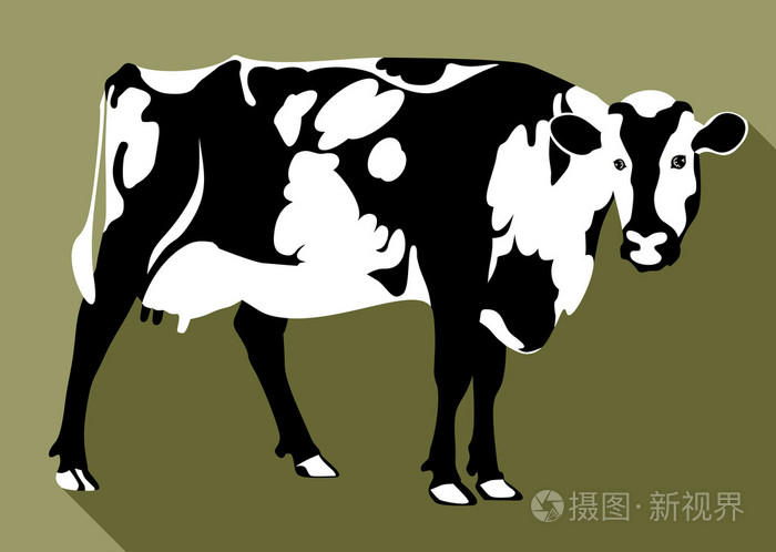 黑色和白色的斑点的奶牛