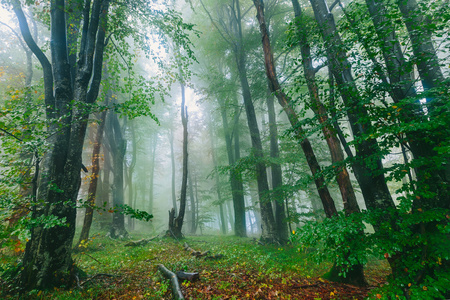 美丽多彩的雾蒙蒙的森林场景在克罗地亚普利特维国家公园照片