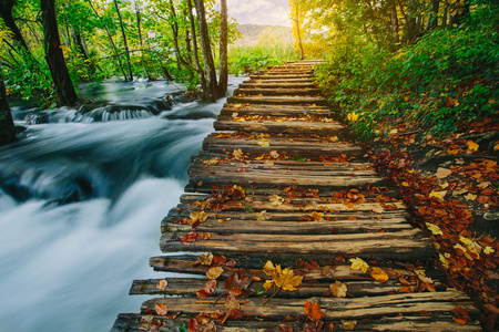 森林深处流与水晶般清澈的水与木 pahway.