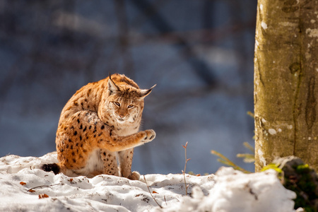 猞猁雪背景