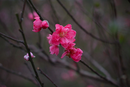 美丽盛开的桃花图片