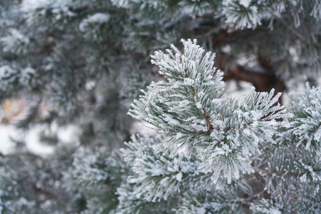 冷杉树枝在雪