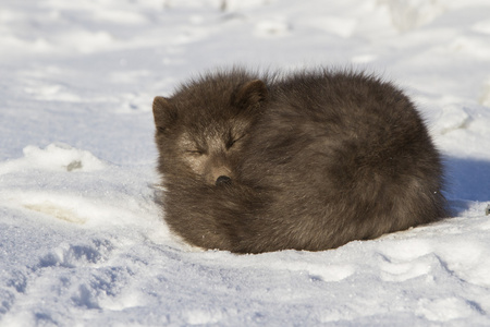 蜷着身体睡觉的小孩海报设计