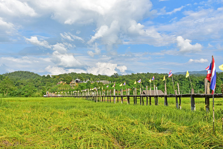 在 Zutongpae 桥稻田