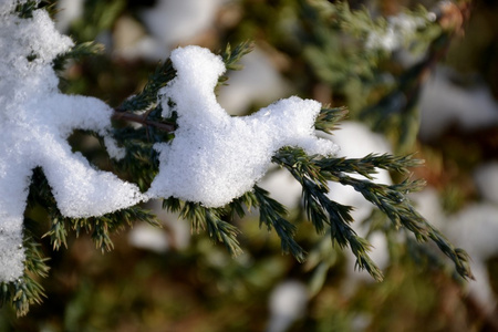 树上的雪的细节