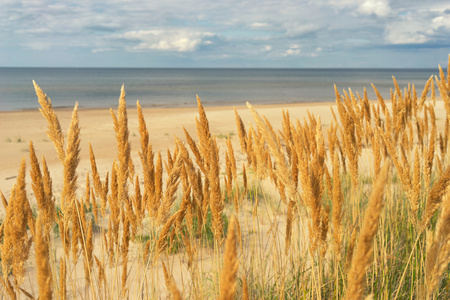 波罗的海沙滩上的黄草