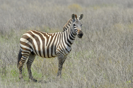 站在大草原上的平原的斑马 Equus 驴