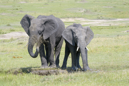 非洲大象 象是 站在一起