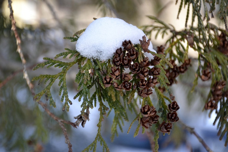 树上的雪的细节