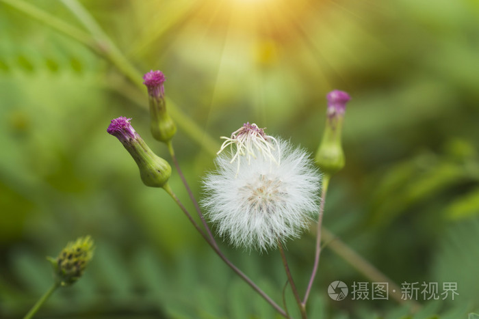 自然界中的花草