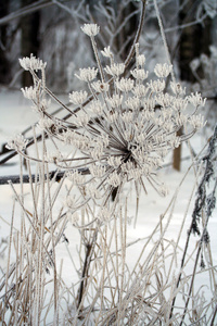 索斯诺夫斯基野草 Heracleum sosnowskyi