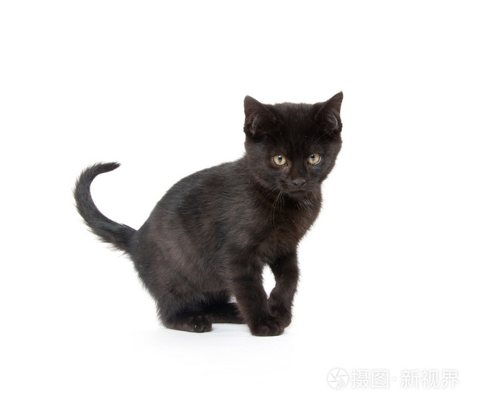 可爱的黑色小猫