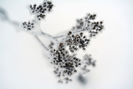 achillea millefolium, 俗称 yarrow