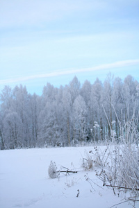 索斯诺夫斯基野草伞形花序和被雪覆盖的森林