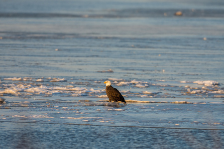 白头鹰在冰上