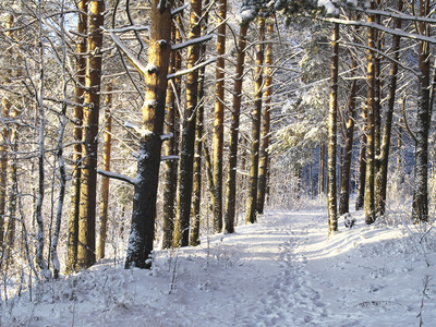 冬季森林中的路径