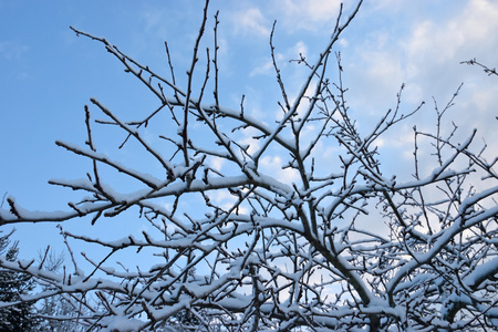 雪下的苹果树