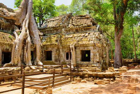 在柬埔寨的吴哥，塔普罗姆寺被丛林吞没
