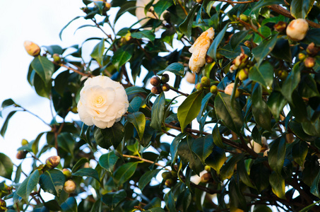 白色山茶花图片