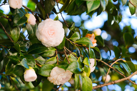 在树中的花图片