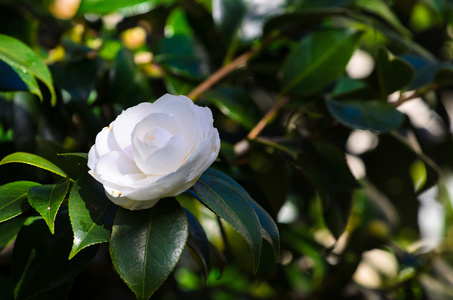 在树中的白色山茶花照片