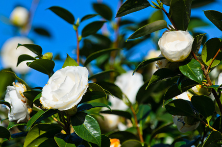 白色山茶花图片